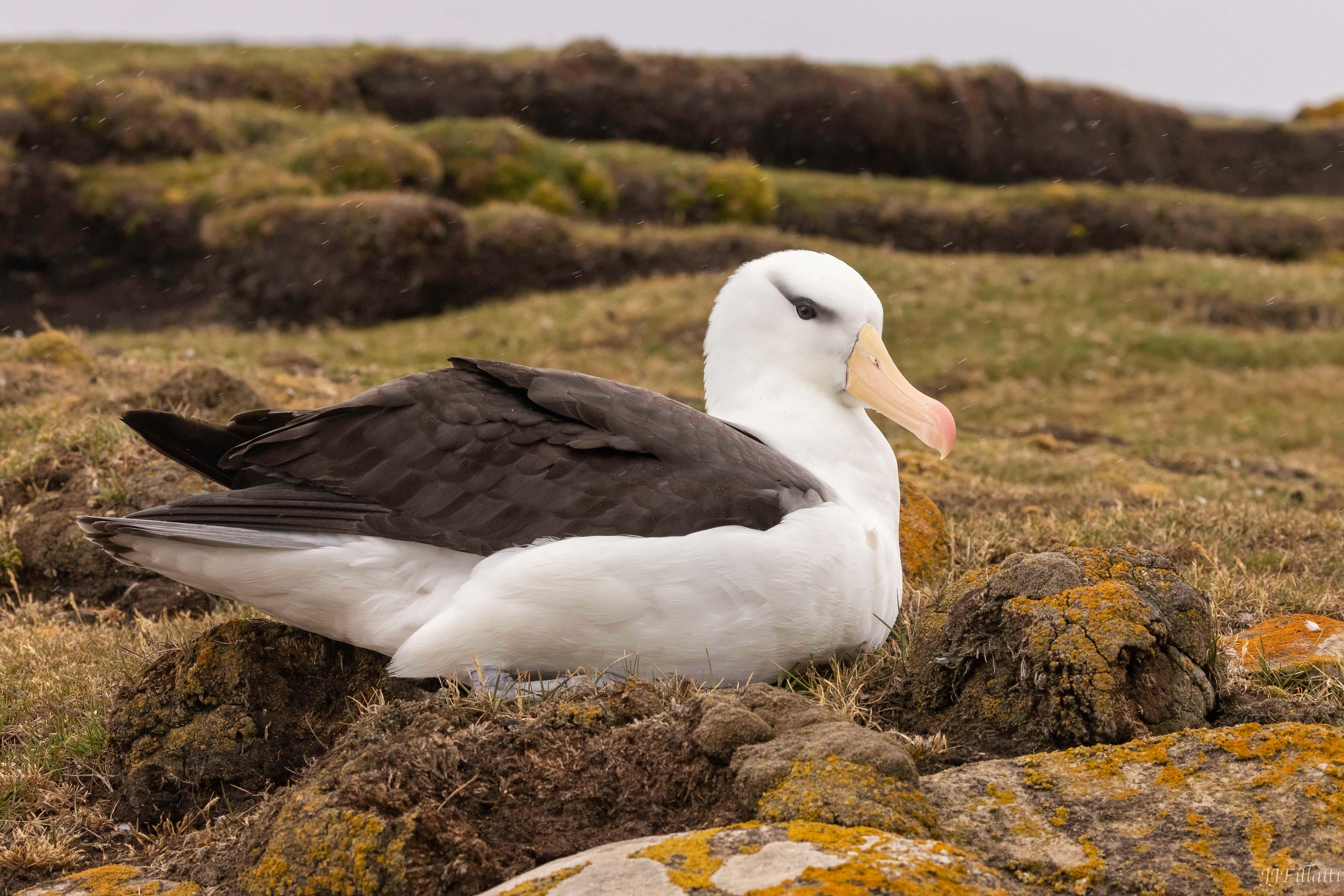 bird of the falklands image 98